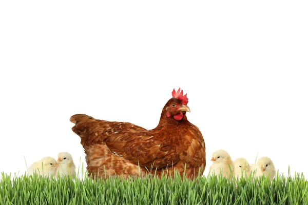 在白色背景的绿草中 有可爱的小鸡 — 图库照片