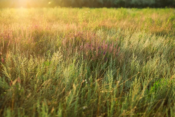 Campo Bonito Com Flores Silvestres Manhã — Fotografia de Stock