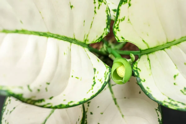背景として美しい葉を持つアグラノネマ クローズアップ 熱帯植物 — ストック写真