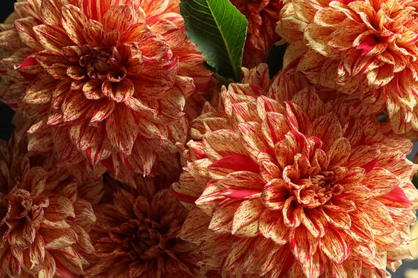 Όμορφη Κοράλλια Dahlia Λουλούδια Φόντο Closeup — Φωτογραφία Αρχείου