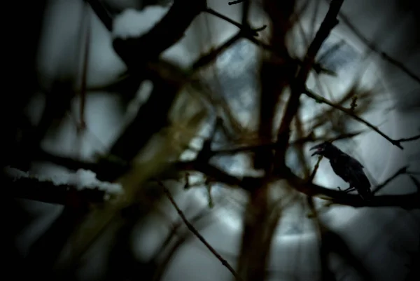 Creepy black crow croaking on full moon night, view through tree branches
