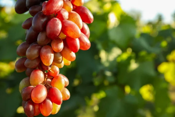 Delicious Ripe Grapes Growing Vineyard Closeup Space Text — Stock Photo, Image