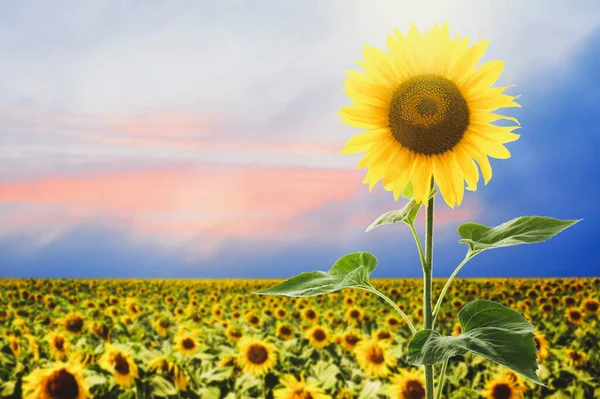 Prachtige Zonnebloem Het Veld Onder Blauwe Hemel — Stockfoto