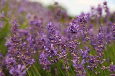 Güzel açan lavanta tarlası yaz günü, yakın plan.