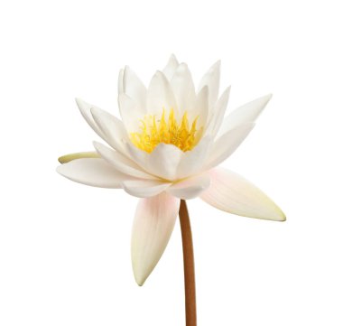 Güzel çiçek açan nilüfer çiçeği beyazda izole edilmiş.