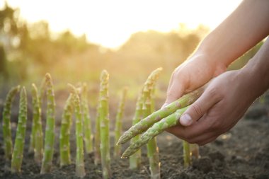 Tarlada taze kuşkonmaz toplayan adam, yakın plan.