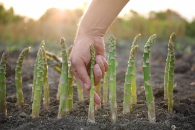 Tarlada taze kuşkonmaz toplayan adam, yakın plan.