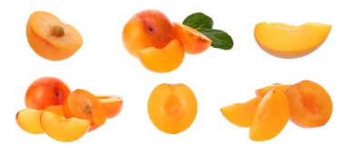 Beyaz arka planda taze olgun erikler. Pankart tasarımı