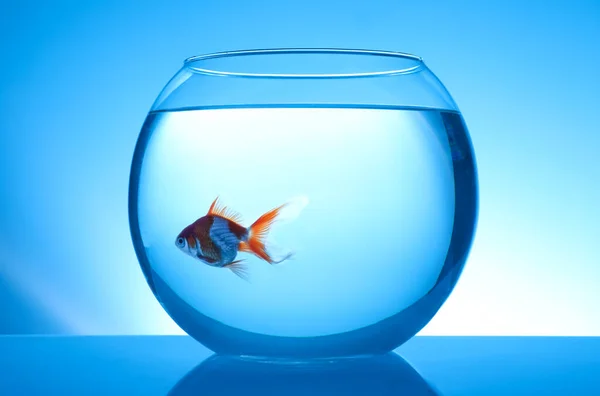 Beautiful Bright Small Goldfish Swimming Glass Aquarium Blue Background — Stock Photo, Image