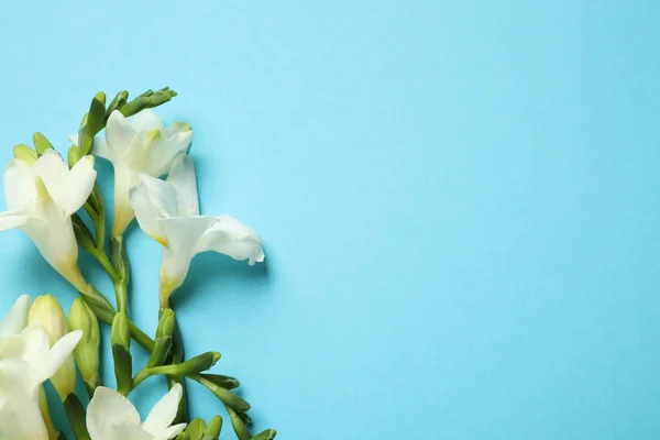 Açık Mavi Arka Planda Güzel Frezya Çiçekleri Düz Yatıyordu Metin — Stok fotoğraf