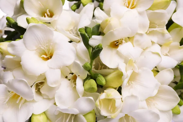 Pemandangan Tertutup Bunga Freesia Putih Yang Indah — Stok Foto