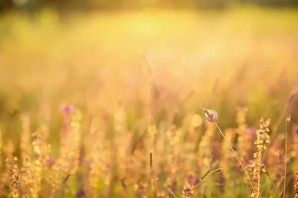 Vackert Fält Med Vilda Blommor Morgonen Närbild — Stockfoto