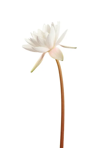 Vacker Blommande Lotusblomma Isolerad Vit — Stockfoto