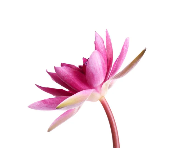 白に孤立した美しい咲くピンクの蓮の花 — ストック写真
