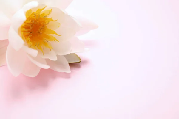 Bela Flor Lótus Branco Fundo Rosa Claro Close Espaço Para — Fotografia de Stock