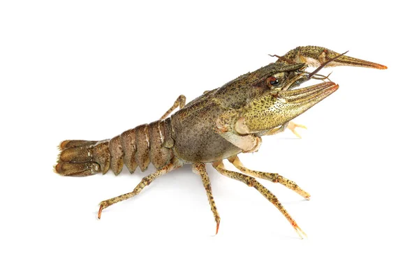 Fresh Raw Crayfish Isolated White Healthy Seafood — Stock Photo, Image