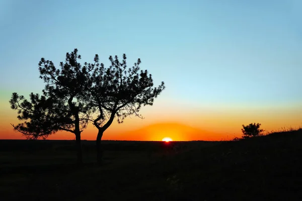 Pintoresca Vista Del Árbol Verde Atardecer — Foto de Stock