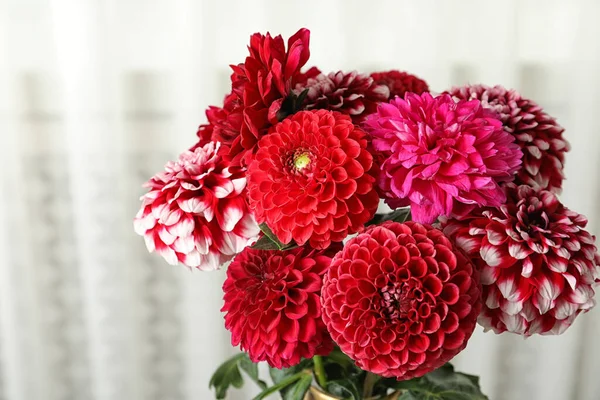 Krásná Dahlia Květiny Rozmazaném Pozadí Detailní Záběr — Stock fotografie
