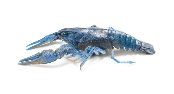 Écrevisses Bleues Saphir Isolées Sur Blanc — Photo