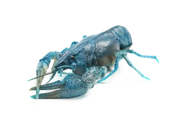Blue Sapphire Crayfish Isolated White — Stock Photo, Image