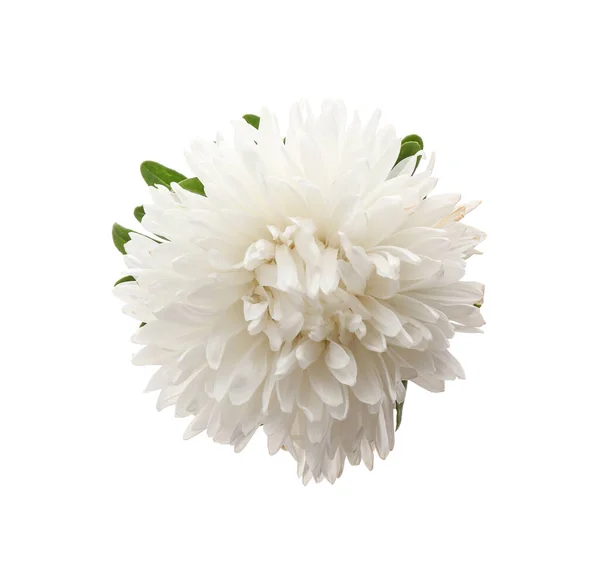 Gyönyörű Aster Elszigetelt Fehér Felső Nézet Őszi Virág — Stock Fotó