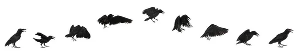 Collage Con Cuervo Negro Volando Sobre Fondo Blanco Diseño Banner —  Fotos de Stock