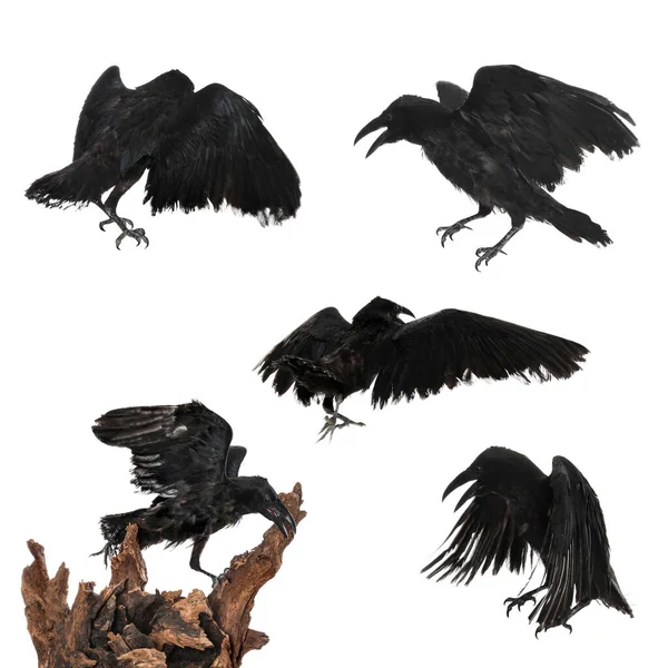 Collage Met Zwarte Raven Witte Achtergrond — Stockfoto