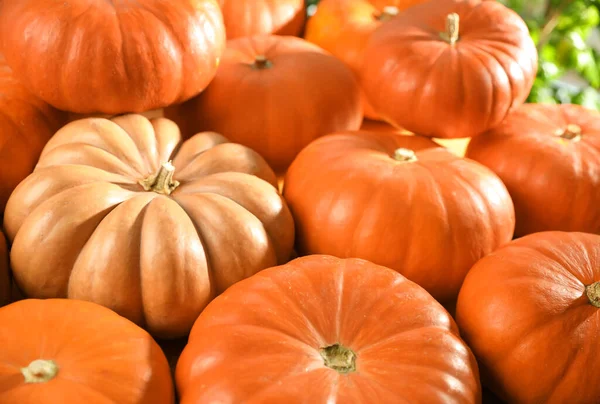 Muitas Abóboras Laranja Maduras Como Fundo Close — Fotografia de Stock