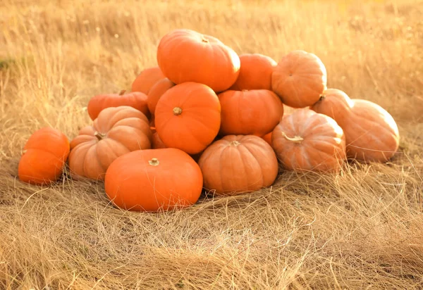 Reife Orangefarbene Kürbisse Zwischen Trockenem Gras Auf Dem Feld — Stockfoto