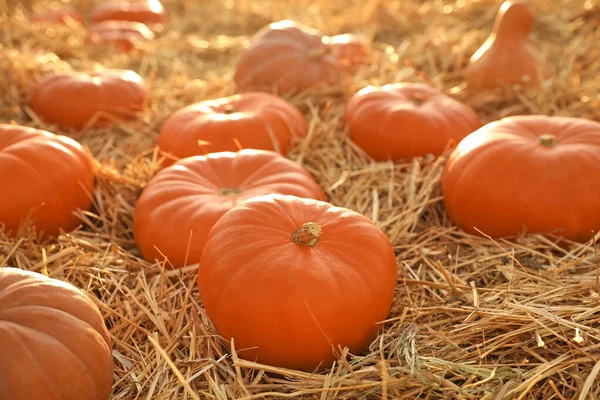 Reife Orangefarbene Kürbisse Zwischen Stroh Auf Dem Feld — Stockfoto