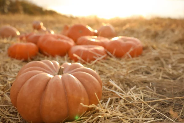 Ripe Orange Pumpkin Straw Field — Stock Photo, Image