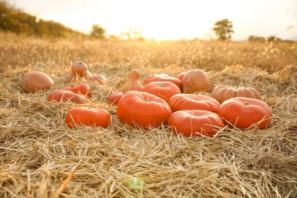 Abóboras Laranja Maduras Entre Palha Campo — Fotografia de Stock