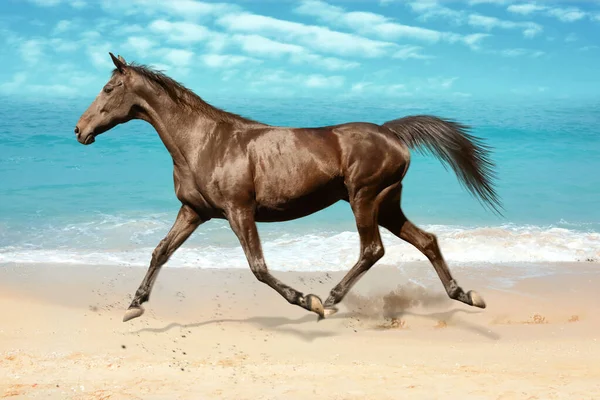 Vacker Häst Sparkar Upp Damm När Kör Nära Havet — Stockfoto