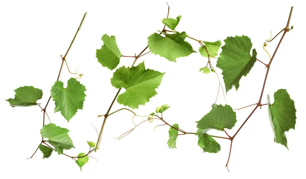 Набір Виноградників Зеленим Листям Білому Тлі — стокове фото