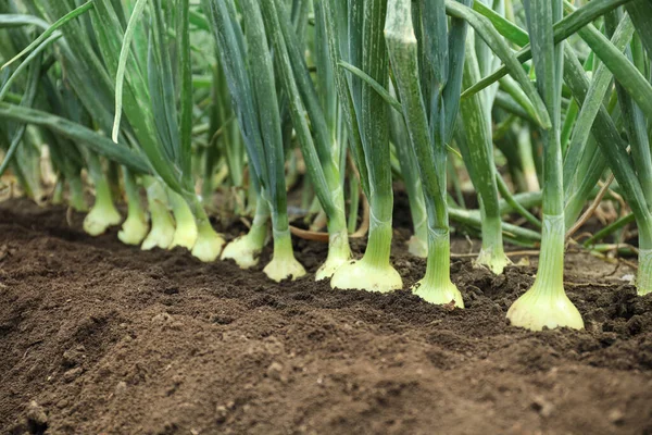 Muchas Cebollas Verdes Creciendo Campo Temporada Cosecha —  Fotos de Stock