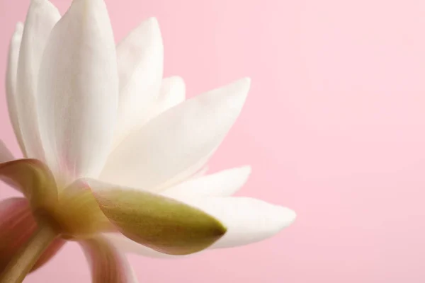 Bunga Teratai Putih Yang Indah Pada Latar Belakang Merah Muda — Stok Foto