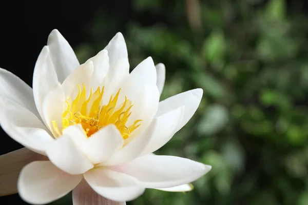 Schöne Weiße Lotusblume Auf Verschwommenem Grünem Hintergrund Nahaufnahme — Stockfoto