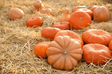 Tarladaki samanların arasında olgunlaşmış portakal kabakları