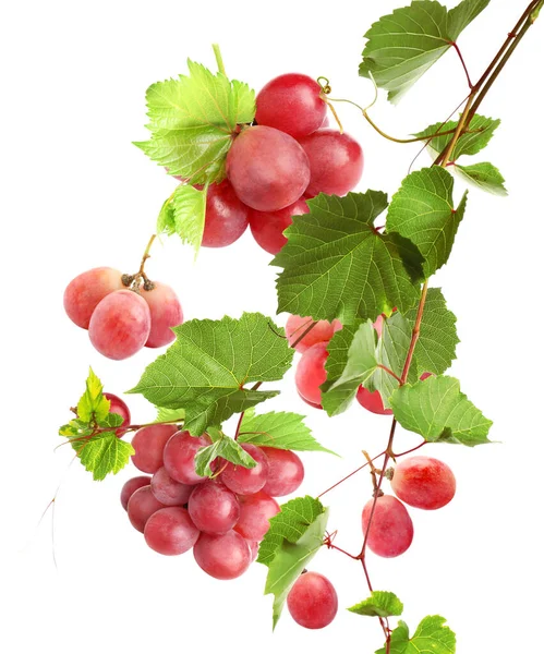 Świeże Dojrzałe Winogrona Zielonymi Liśćmi Spadającymi Białe Tło — Zdjęcie stockowe