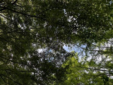 Mavi gökyüzünün altında büyüyen yeşil yaprakları olan güzel bir ağaç.