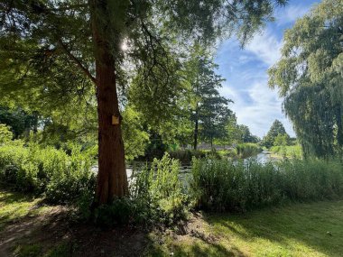 Yazın parktaki güzel ağaçlar ve nehirler