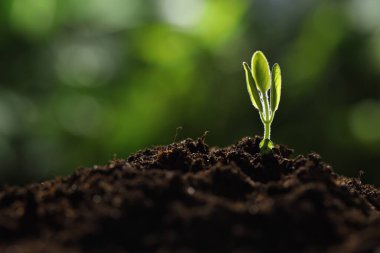 Topraktan büyüyen yeşil yapraklı genç bitki, yakın plan. Metin için boşluk