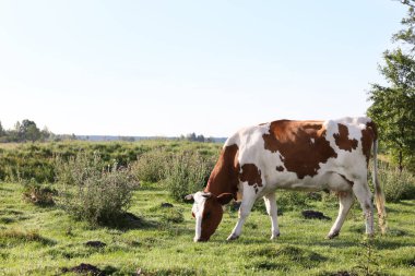 Kırsalda yeşil çimlerde otlayan güzel inek. Metin için boşluk