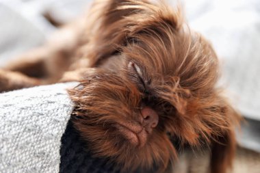 Şirin Griffon köpeği evcil hayvan yatağında.