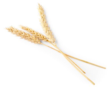 Birçok kuru buğday kulağı beyaz, üst görünümde izole