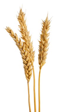 Birçok kurutulmuş buğday kulağı beyaza izole edilmiş.