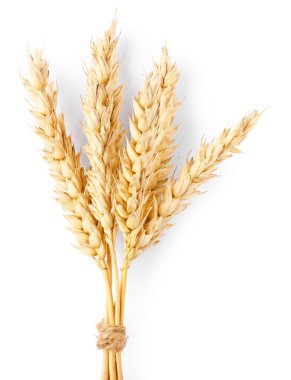 Kurumuş buğday kulakları beyaza izole edilmiş.