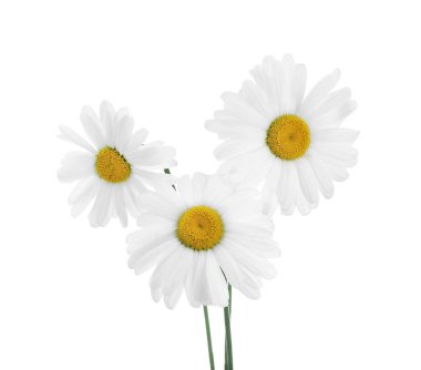 Üç güzel papatya çiçeği beyaz üzerine izole edilmiş