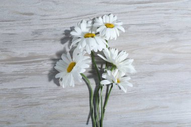 Gri ahşap masadaki güzel papatya çiçekleri, düz yatıyordu