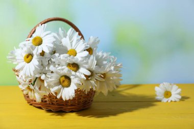 Hasır sepetin içindeki güzel papatya çiçekleri sarı ahşap masa üzerinde bulanık arka plan, yakın çekim